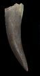 Fossil Plesiosaur Tooth - Morocco #36606-1